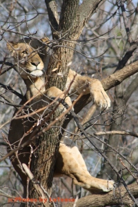 tiger in a tree, at st louis zoo